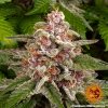 Barney´s Farm Pink Kush feminizovaná