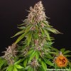 Barney´s Farm Pink Kush feminizovaná