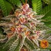 Barney´s Farm Pink Kush feminizovaná