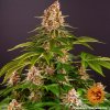 Barney´s Farm Pink Kush feminizovaná