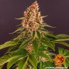 Barney´s Farm Pink Kush feminizovaná