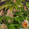 Barney´s Farm Pink Kush feminizovaná