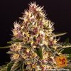 Barney´s Farm Pink Kush feminizovaná