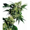 Sensi Seeds Mr Nice G13 x Hash Plant regulérní