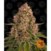 Barney´s Farm Pink Kush feminizovaná
