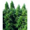 Sensi Seeds Ruderalis Skunk regulérní