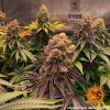 Barney´s Farm Purple Punch feminizovaná