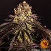 Barney´s Farm Purple Punch feminizovaná