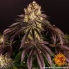Barney´s Farm Purple Punch feminizovaná