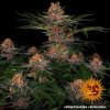 Barney´s Farm Purple Punch Auto feminizovaná autoflowering
