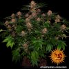Barney´s Farm Purple Punch Auto feminizovaná autoflowering