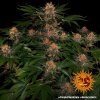 Barney´s Farm Purple Punch Auto feminizovaná autoflowering