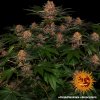 Barney´s Farm Purple Punch Auto feminizovaná autoflowering