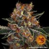 Barney´s Farm Purple Punch Auto feminizovaná autoflowering