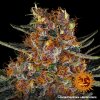 Barney´s Farm Purple Punch Auto feminizovaná autoflowering