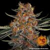 Barney´s Farm Purple Punch Auto feminizovaná autoflowering