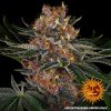 Barney´s Farm Purple Punch Auto feminizovaná autoflowering