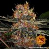 Barney´s Farm Purple Punch Auto feminizovaná autoflowering