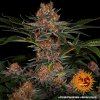 Barney´s Farm Purple Punch Auto feminizovaná autoflowering