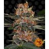 Barney´s Farm Purple Punch Auto feminizovaná autoflowering