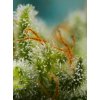 Sweet Seeds Auto Big Devil XL feminizovaná autoflowering 1