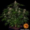 Barney´s Farm Shiskaberry feminizovaná
