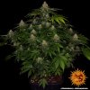 Barney´s Farm Shiskaberry feminizovaná