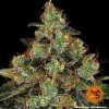 Barney´s Farm Shiskaberry feminizovaná
