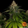 Barney´s Farm Shiskaberry feminizovaná