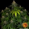 Barney´s Farm Shiskaberry feminizovaná