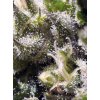 Sweet Seeds Auto Cream Caramel feminizovaná autoflowering 2