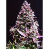Sweet Seeds Auto Cream Caramel feminizovaná autoflowering