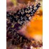 Sweet Seeds Auto Dark Devil feminizovaná autoflowering 1