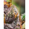 Sweet Seeds Auto Dark Devil feminizovaná autoflowering 2