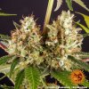 Barney´s Farm Strawberry Lemonade feminizovaná