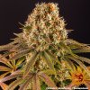Barney´s Farm Strawberry Lemonade feminizovaná