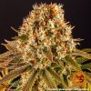 Barney´s Farm Strawberry Lemonade feminizovaná