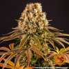 Barney´s Farm Strawberry Lemonade feminizovaná