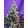 Sweet Seeds Auto Sweet Skunk feminizovaná autoflowering