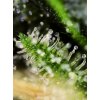 Sweet Seeds Black Jack feminizovaná 2