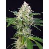 Sweet Seeds Crystal Candy feminizovaná 1