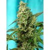 Sweet Seeds Green Poison F1 feminizovaná