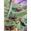 Sweet Seeds Jack 47 F1 feminizovaná 1