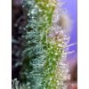 Sweet Seeds Jack 47 F1 feminizovaná 2