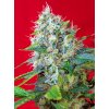 Sweet Seeds Green Poison feminizovaná