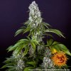 Barney´s Farm Tropicanna Banana feminizovaná