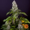 Barney´s Farm Tropicanna Banana feminizovaná