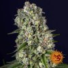 Barney´s Farm Tropicanna Banana feminizovaná
