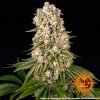 Barney´s Farm Tropicanna Banana feminizovaná