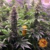 Barney´s Farm Tropicanna Banana feminizovaná